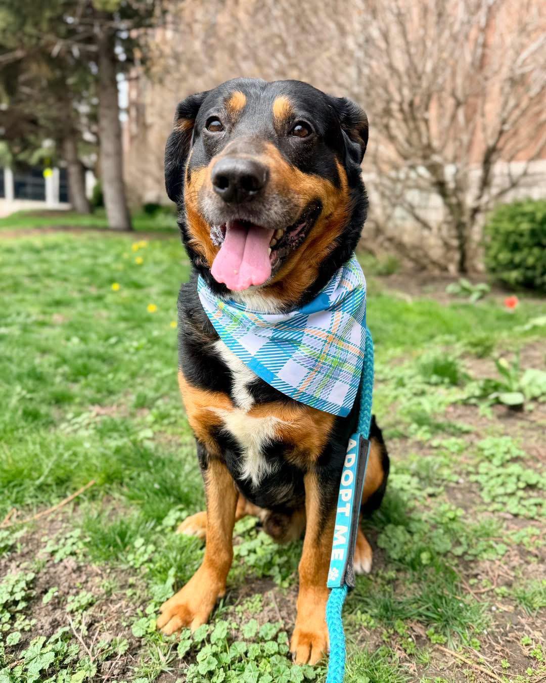 Enlarge Bear, a ADOPTABLE mixed breed in Buffalo, NY image 6/6