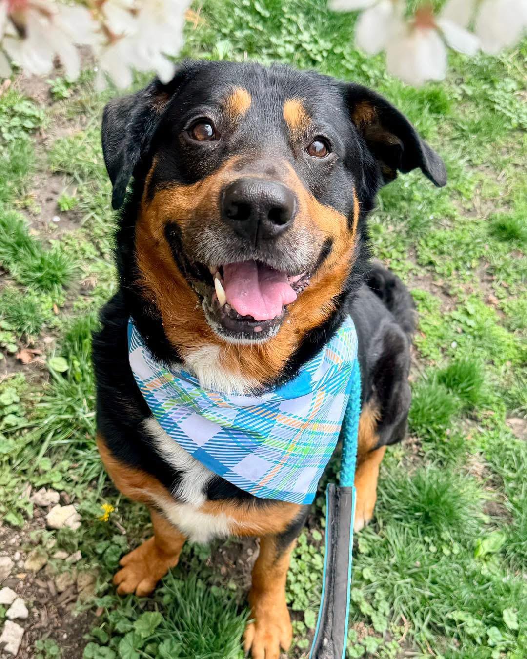 Enlarge Bear, a ADOPTABLE mixed breed in Buffalo, NY image 1/6