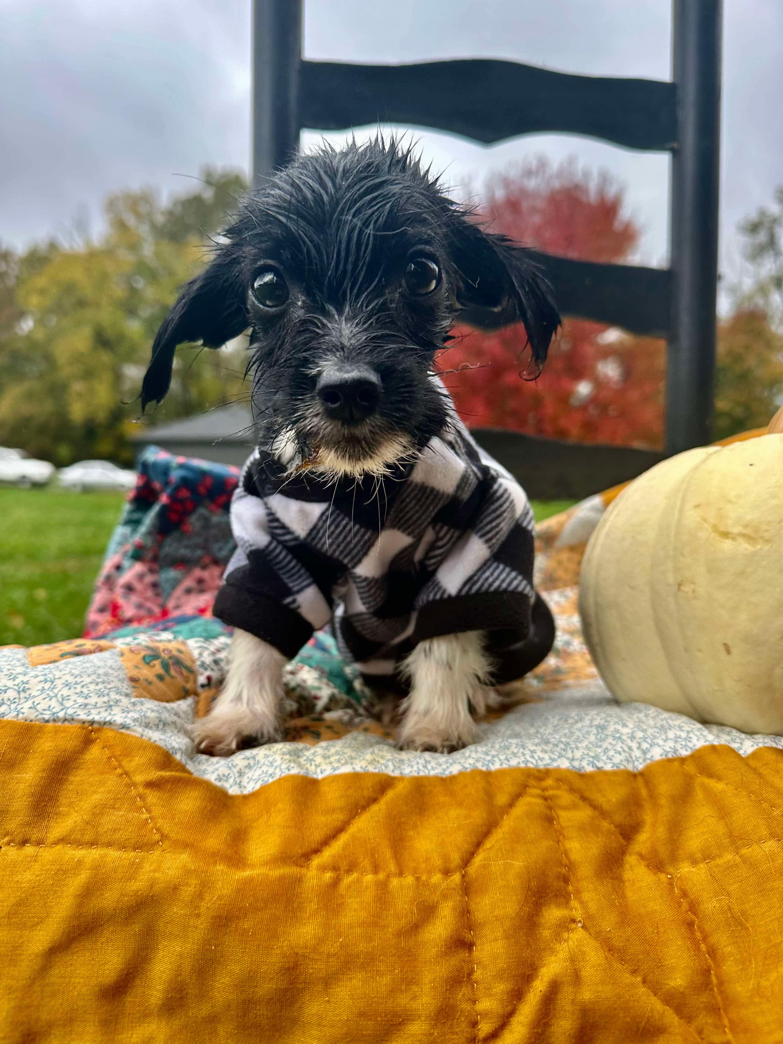 Enlarge Bistro, a Adopted mixed breed in Richmond, KY image 4/6