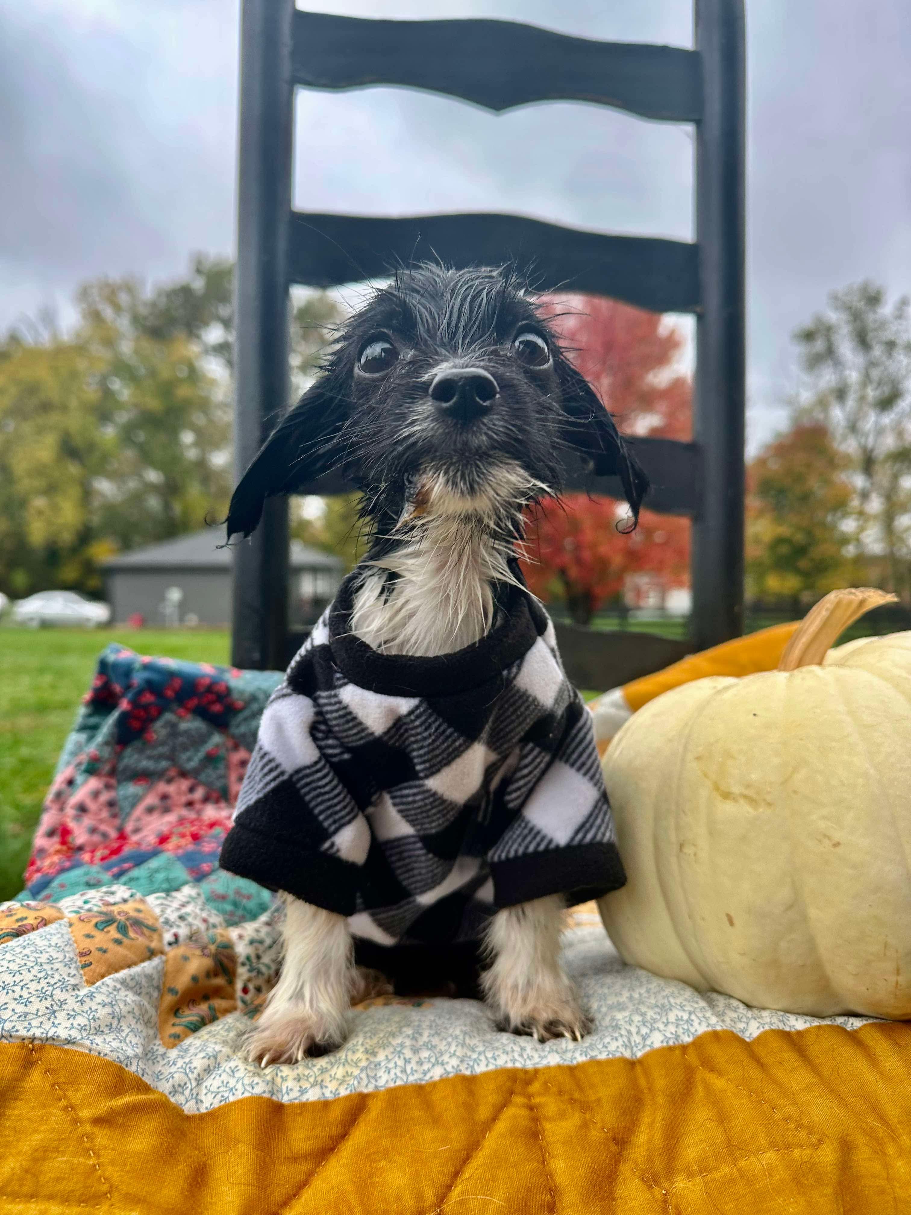 Enlarge Bistro, a Adopted mixed breed in Richmond, KY image 6/6