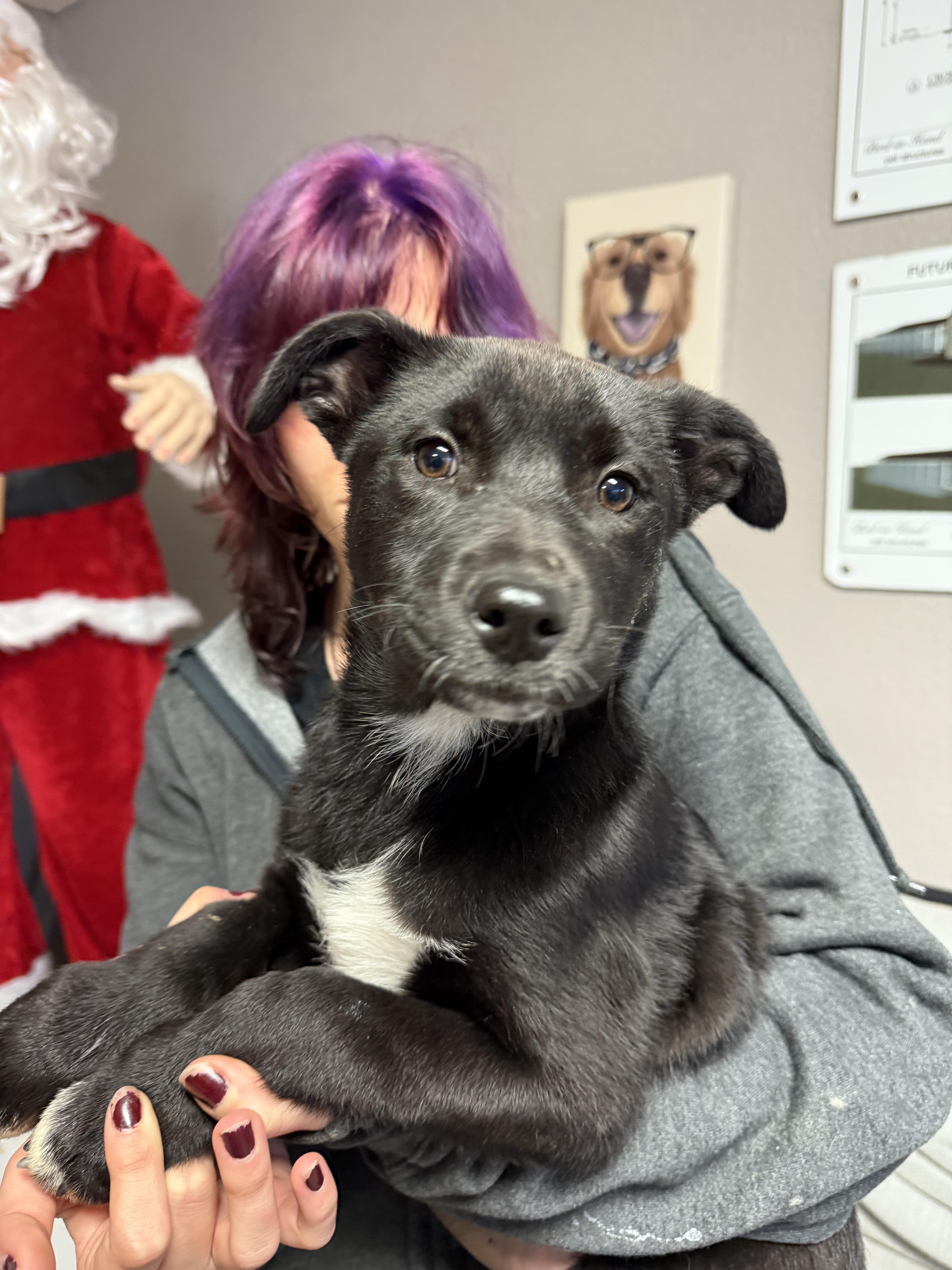 #1012-25 (Cider), a Adoptable mixed breed in Brighton, CO image 3/4