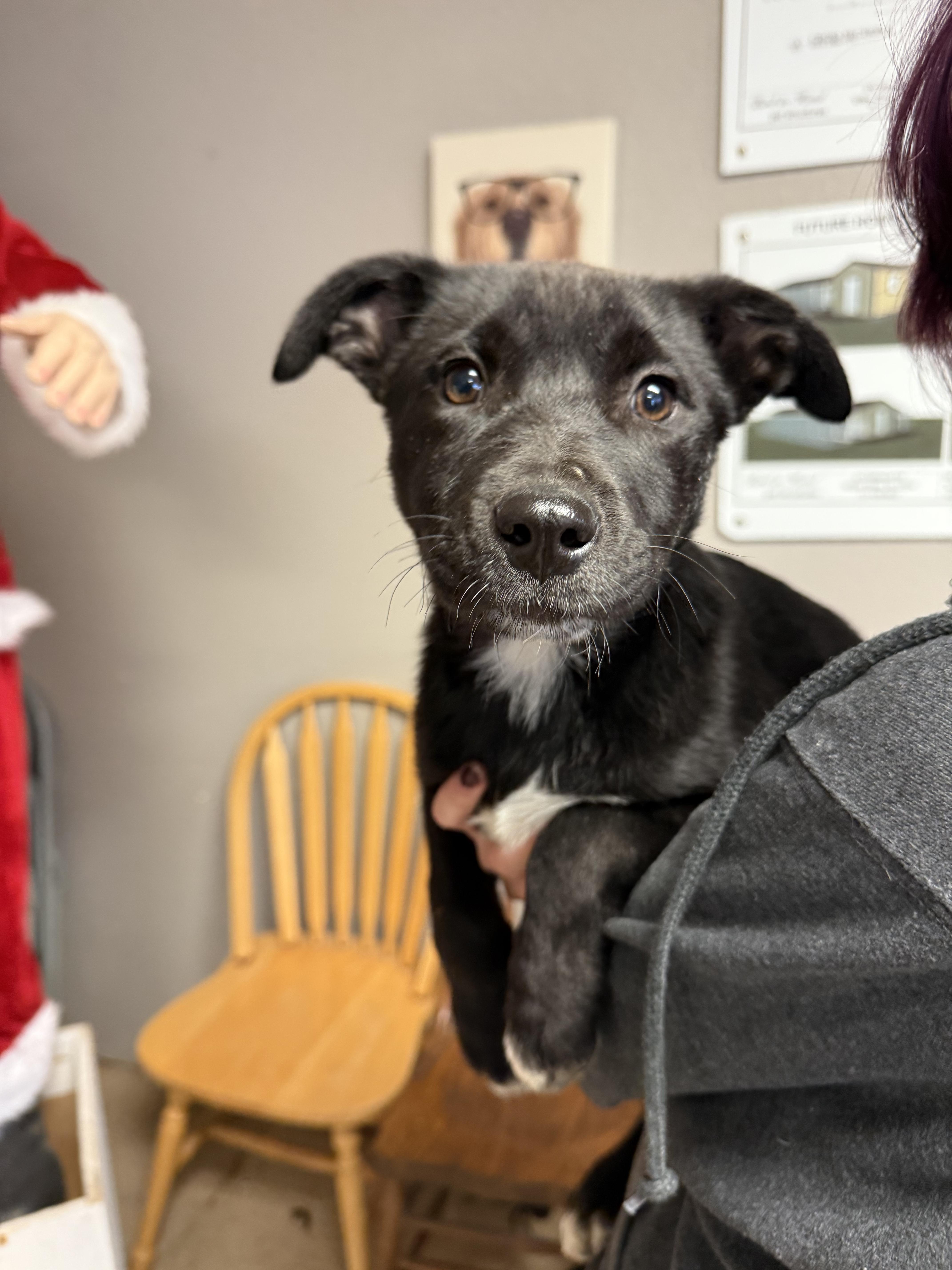 #1012-25 (Cider), Adoptable, Puppy Female Labrador Retriever.