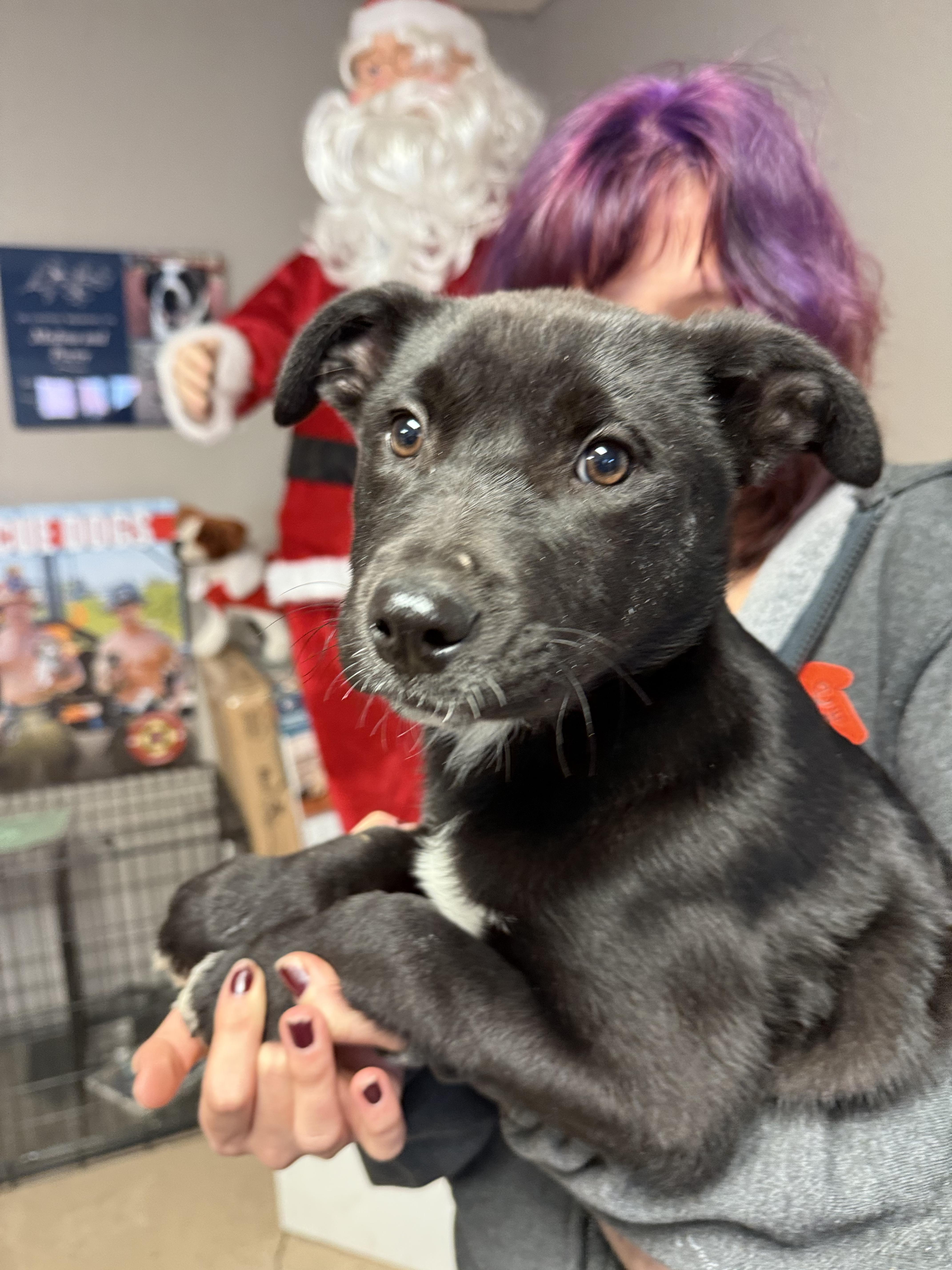 #1012-25 (Cider), a Adoptable mixed breed in Brighton, CO image 2/4