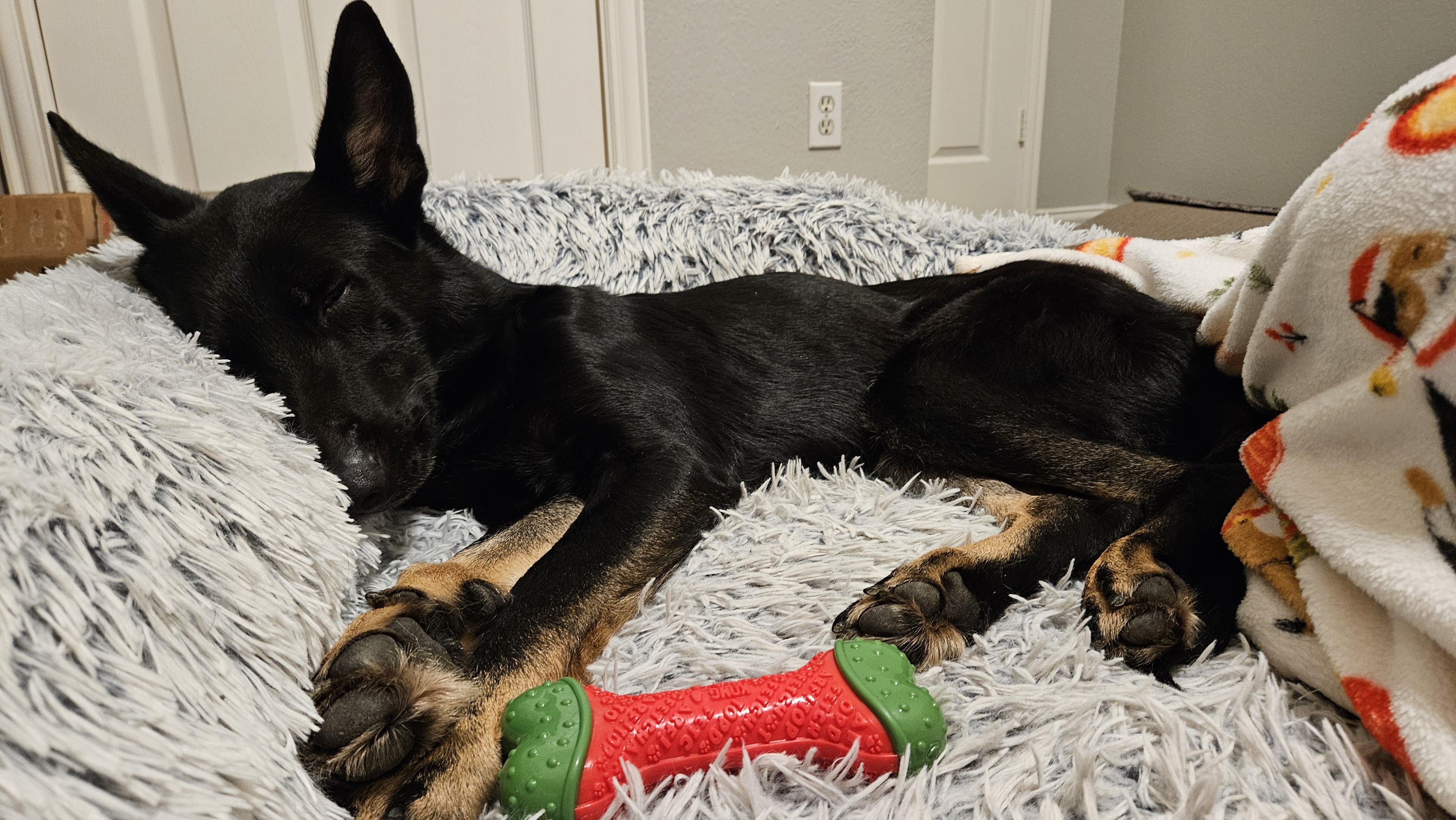 Storm, a Adopted mixed breed in Portland, OR image 3/6