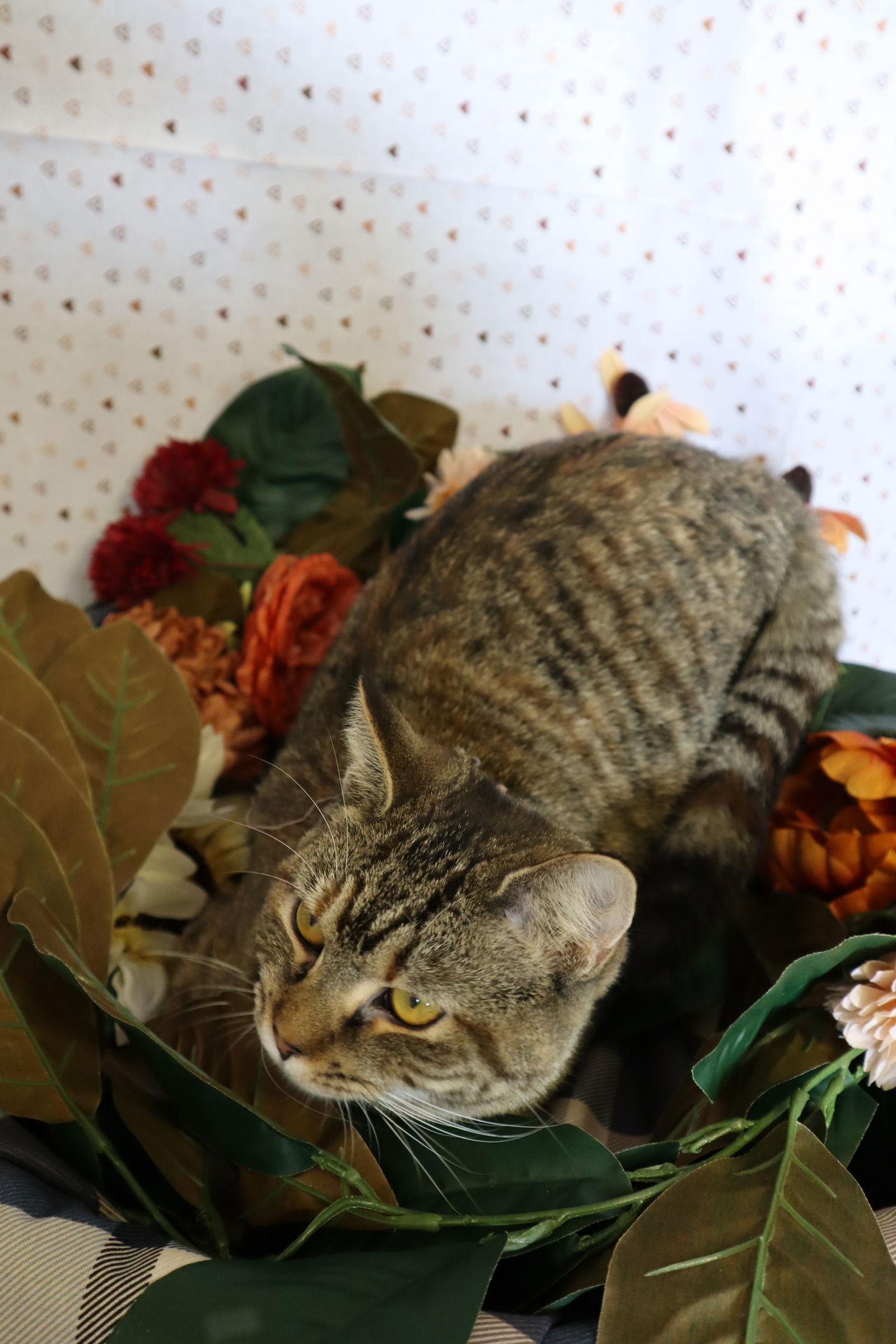 Rose (Golden Girls), Adoptable, Adult Female Tabby & Domestic Short Hair.