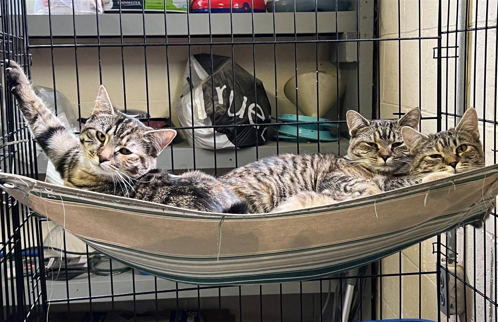 Enlarge Rose (Golden Girls), a Adoptable mixed breed in Apollo, PA image 3/6