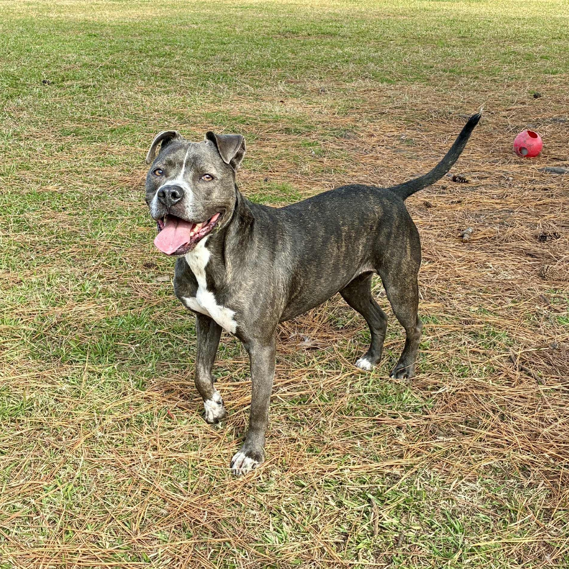 Susanna, a Adoptable Mixed Breed in Myrtle Beach, SC image 1/6