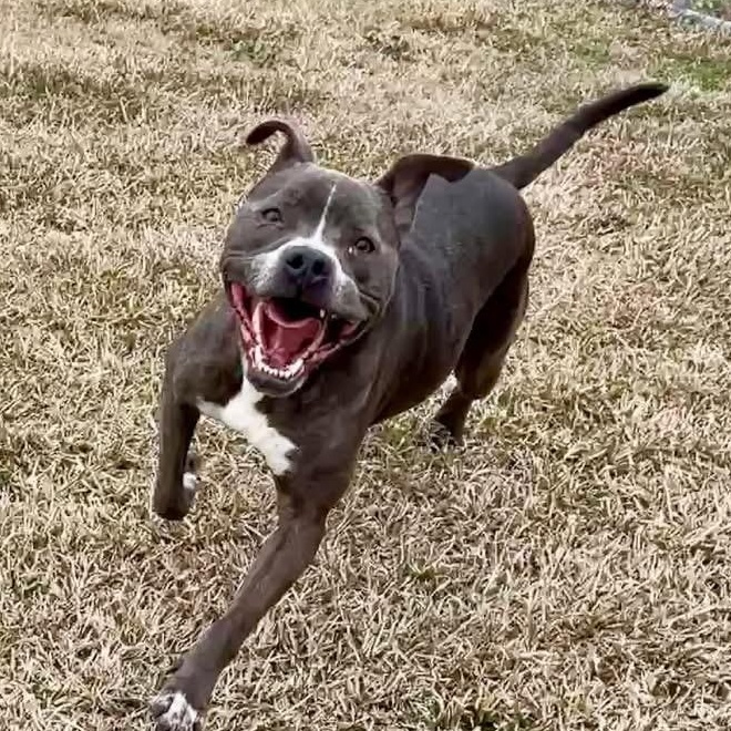 Susanna, a Adoptable Mixed Breed in Myrtle Beach, SC image 2/6