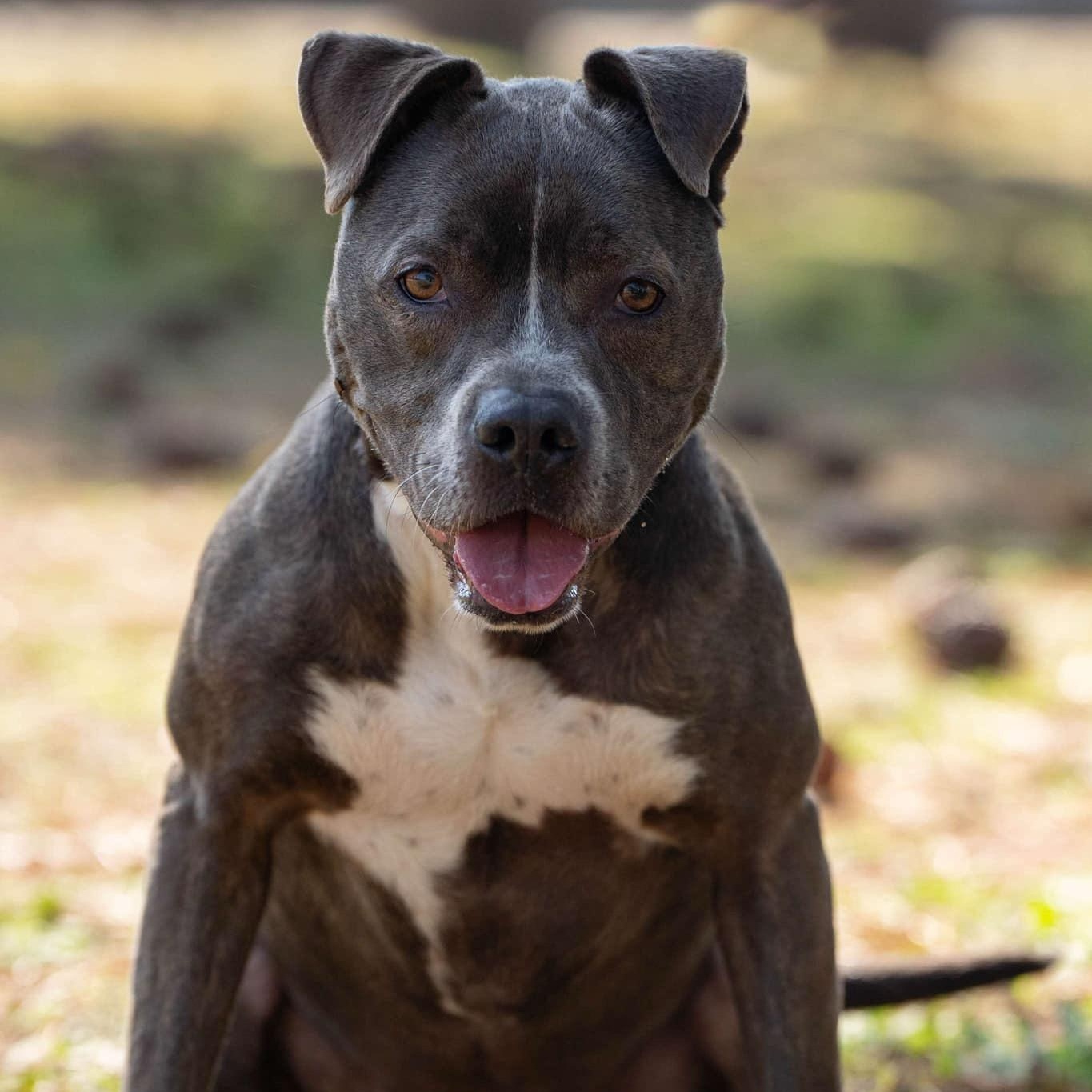 Susanna, a Adoptable Mixed Breed in Myrtle Beach, SC image 3/6