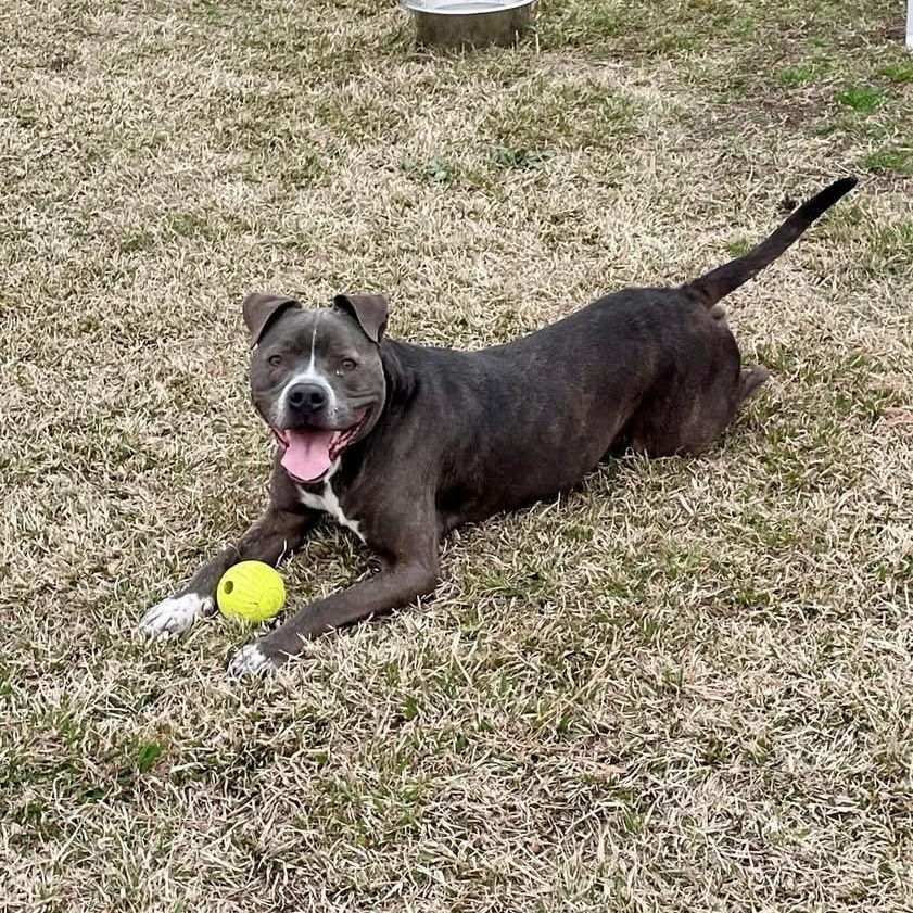 Susanna, a Adoptable Mixed Breed in Myrtle Beach, SC image 4/6