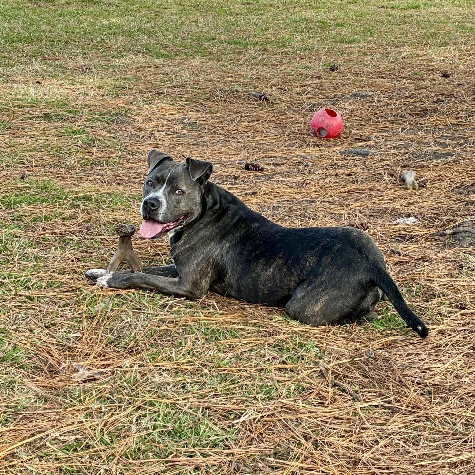 Susanna, a Adoptable Mixed Breed in Myrtle Beach, SC image 5/6