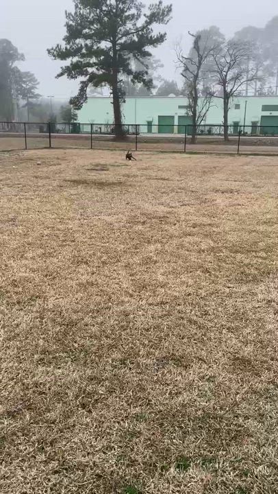 Enlarge Susanna, a Adoptable Mixed Breed in Myrtle Beach, SC video 6/6