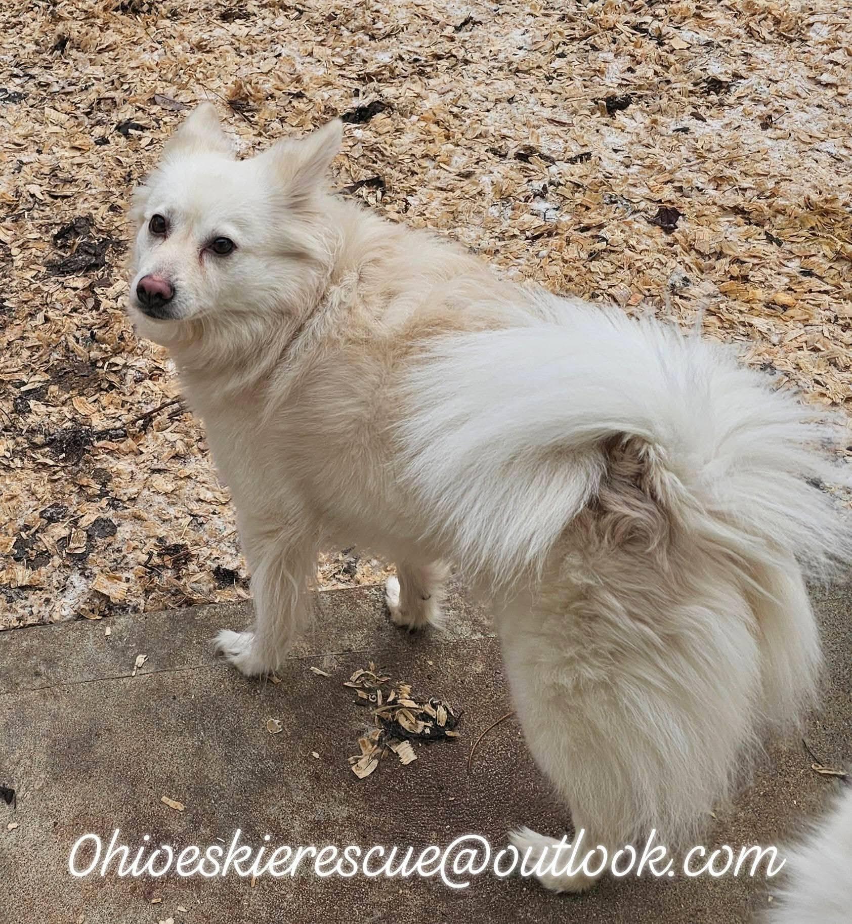 Enlarge Yuki , a ADOPTABLE American Eskimo Dog in Maineville, OH image 3/4