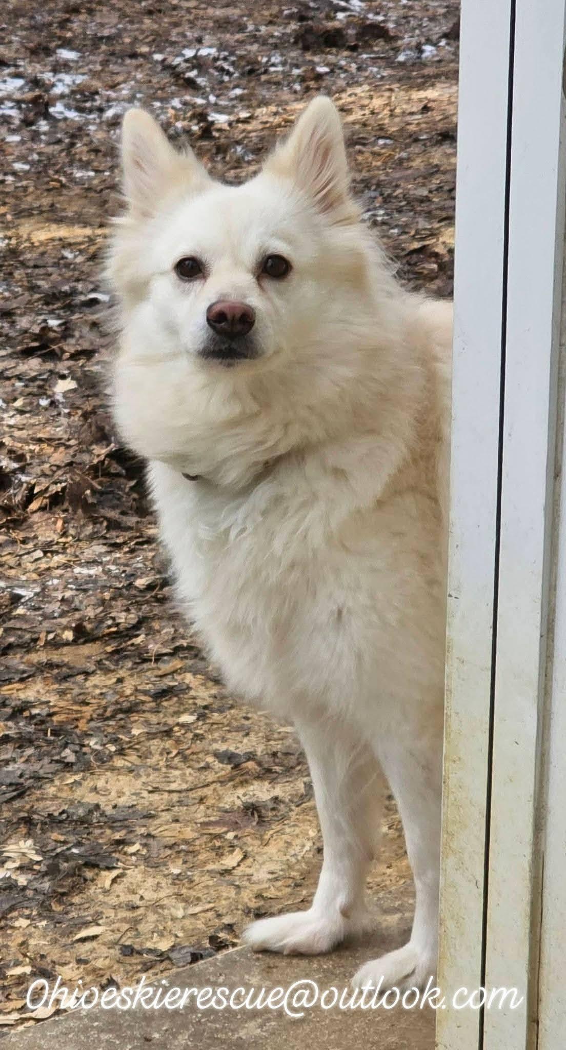 Enlarge Yuki , a ADOPTABLE American Eskimo Dog in Maineville, OH image 4/4