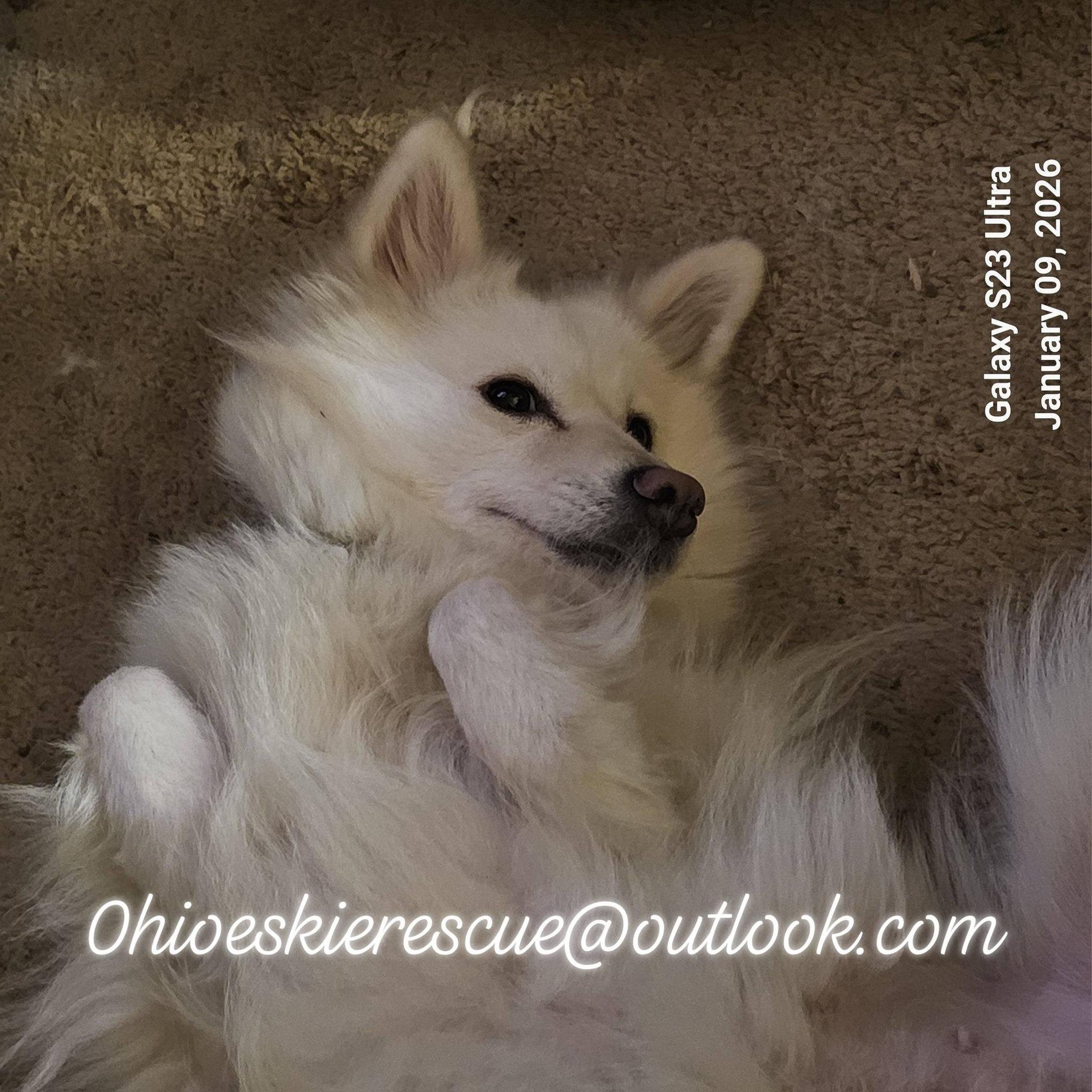 Enlarge Yuki , a ADOPTABLE American Eskimo Dog in Maineville, OH image 2/4
