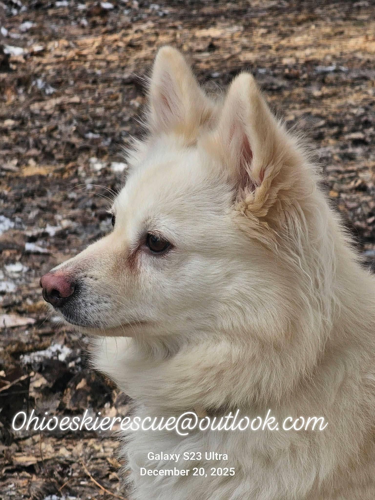 Yuki , ADOPTABLE, Young Female American Eskimo Dog.