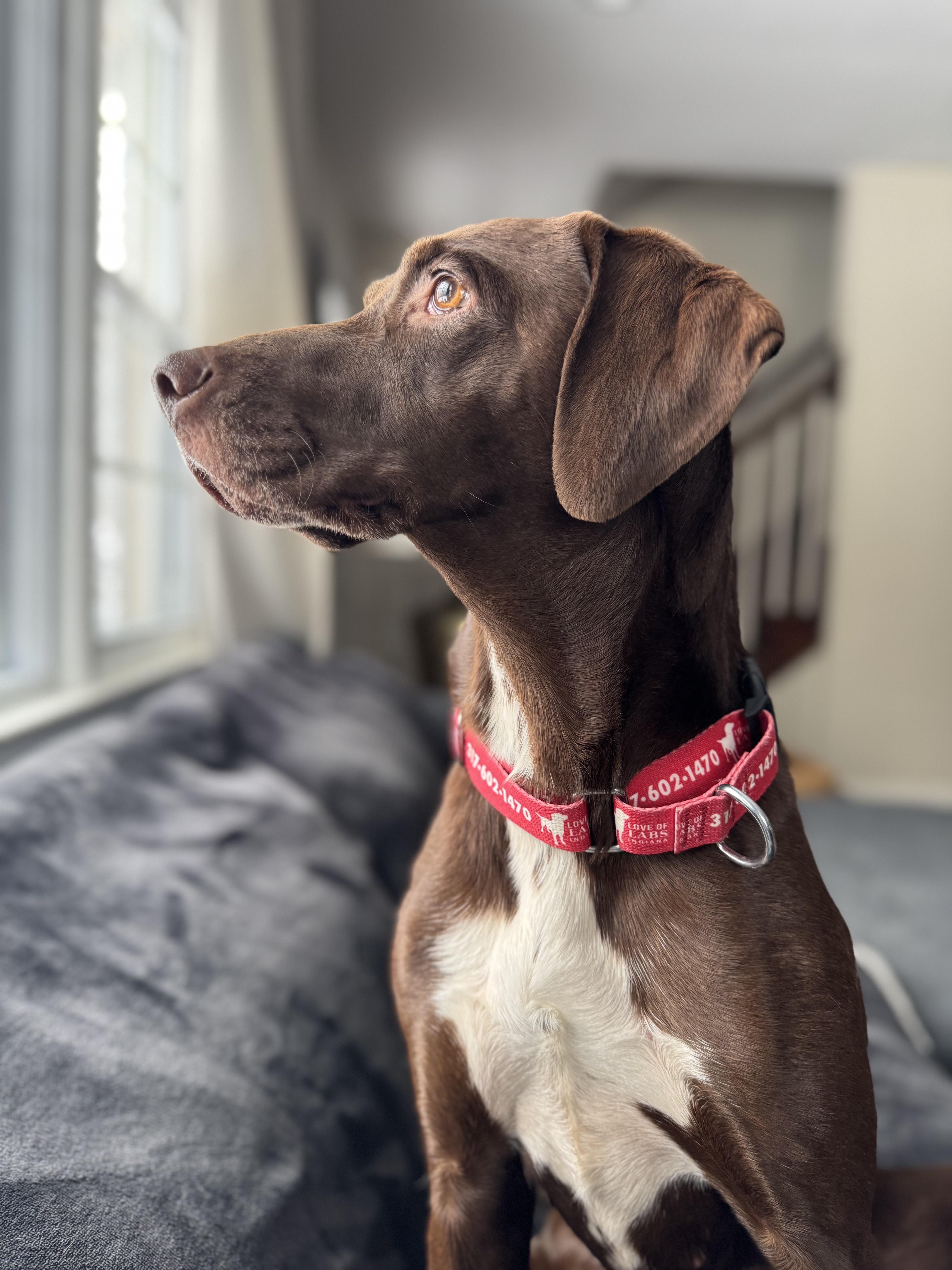 Daisy, adopted, Young Female Labrador Retriever.