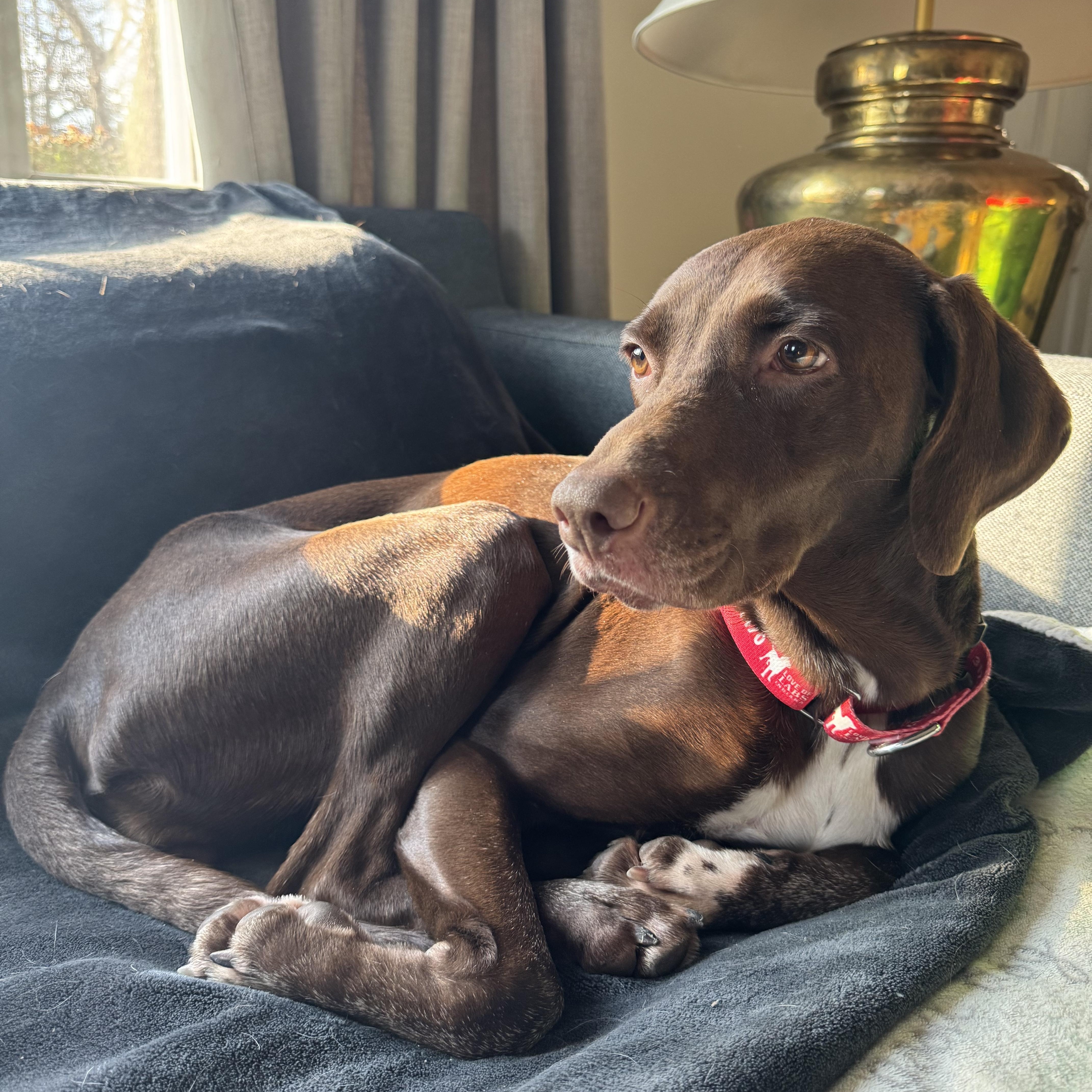 Daisy, an adopted Labrador Retriever in Indianapolis, IN image 2/4
