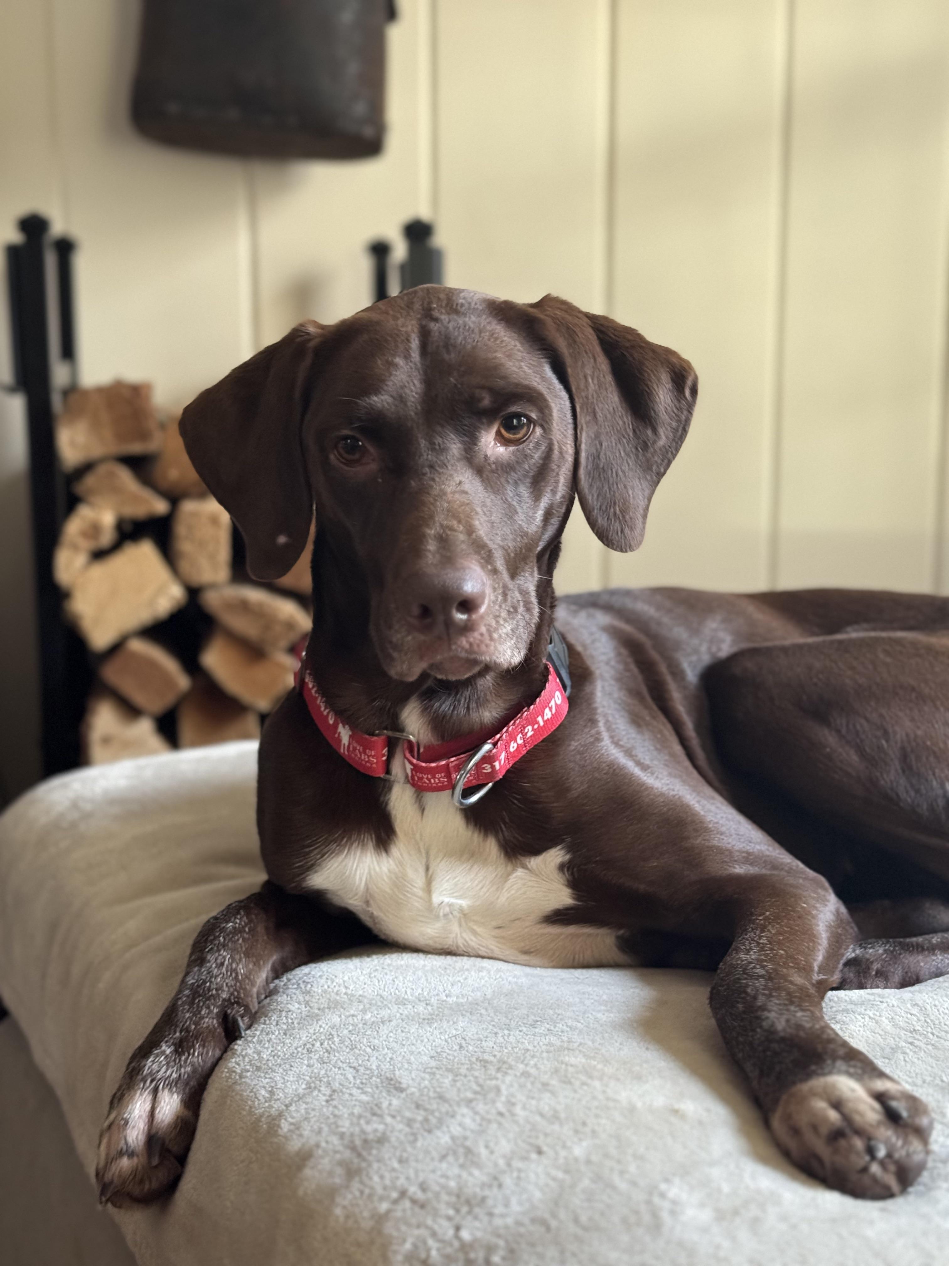 Daisy, an adopted Labrador Retriever in Indianapolis, IN image 3/4