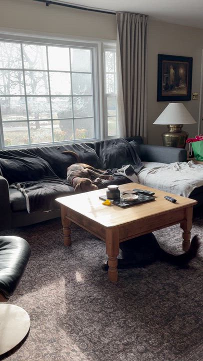 Enlarge Daisy, an adopted Labrador Retriever in Indianapolis, IN video 4/4