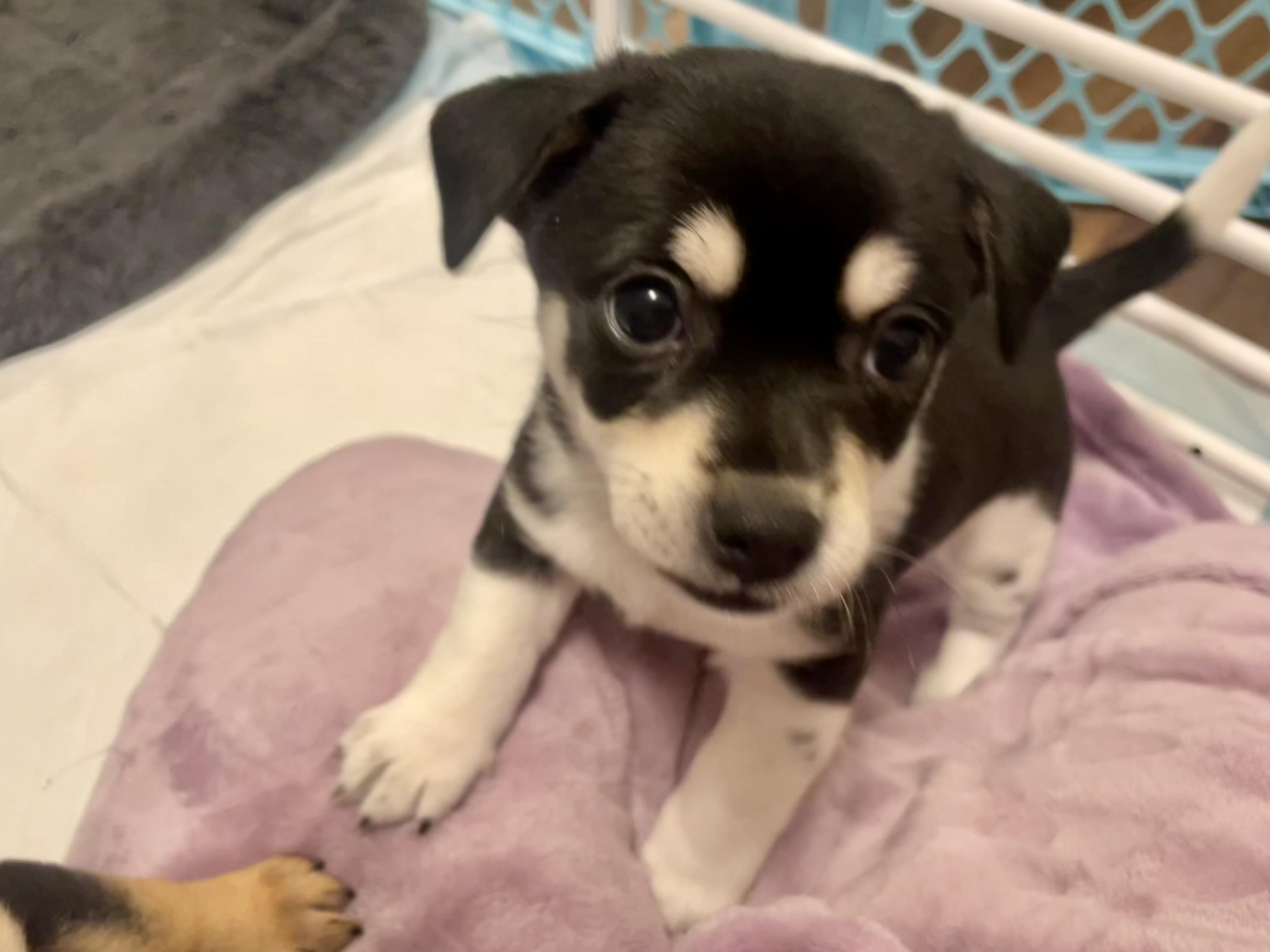 Enlarge Chive in Texarkana TX, a Adoptable mixed breed in Texarkana, TX image 5/6