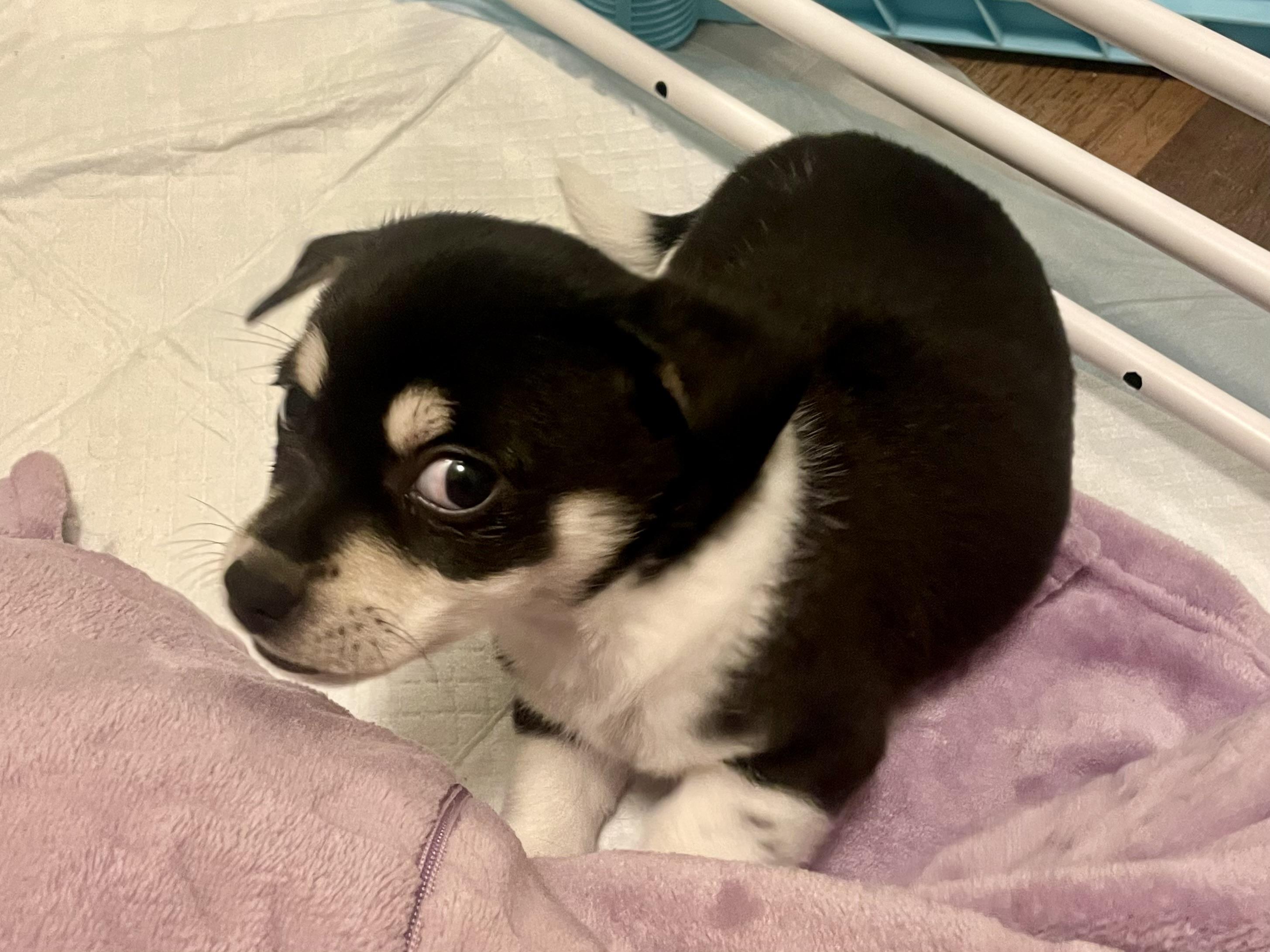 Enlarge Chive in Texarkana TX, a Adoptable mixed breed in Texarkana, TX image 3/6