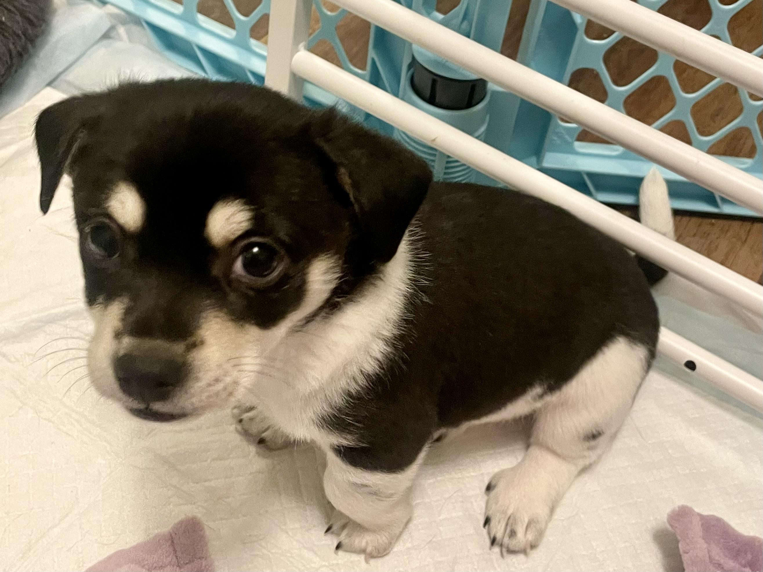 Enlarge Chive in Texarkana TX, a Adoptable mixed breed in Texarkana, TX image 4/6