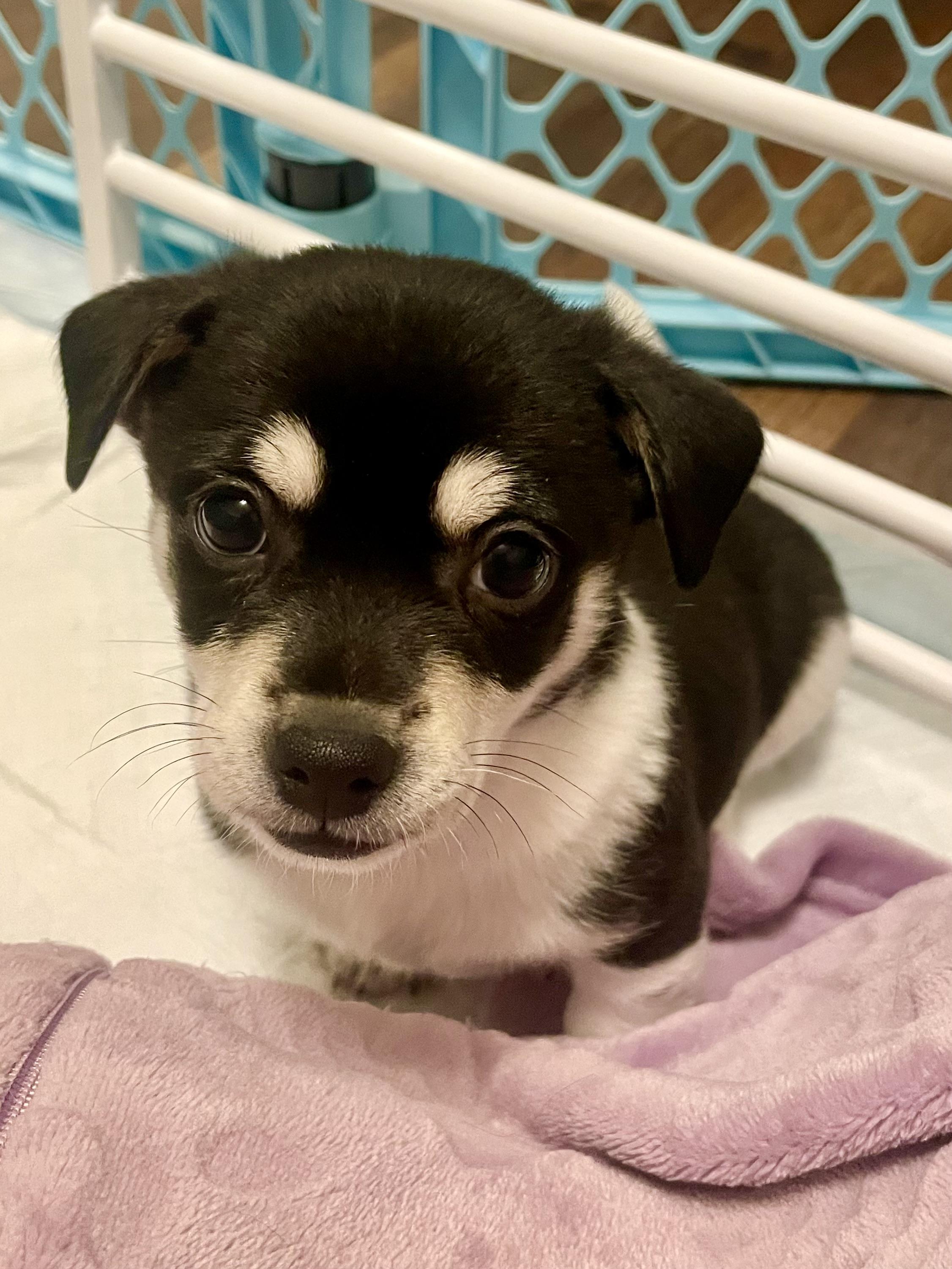 Chive in Texarkana TX, Adoptable, Puppy Male Rat Terrier & Chihuahua.