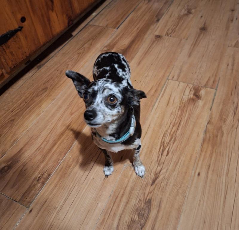 Lola, an adoptable Chihuahua in Bancroft, ON, K0L 1C0 | Photo Image 2