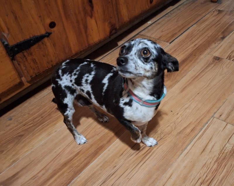Lola, an adoptable Chihuahua in Bancroft, ON, K0L 1C0 | Photo Image 3