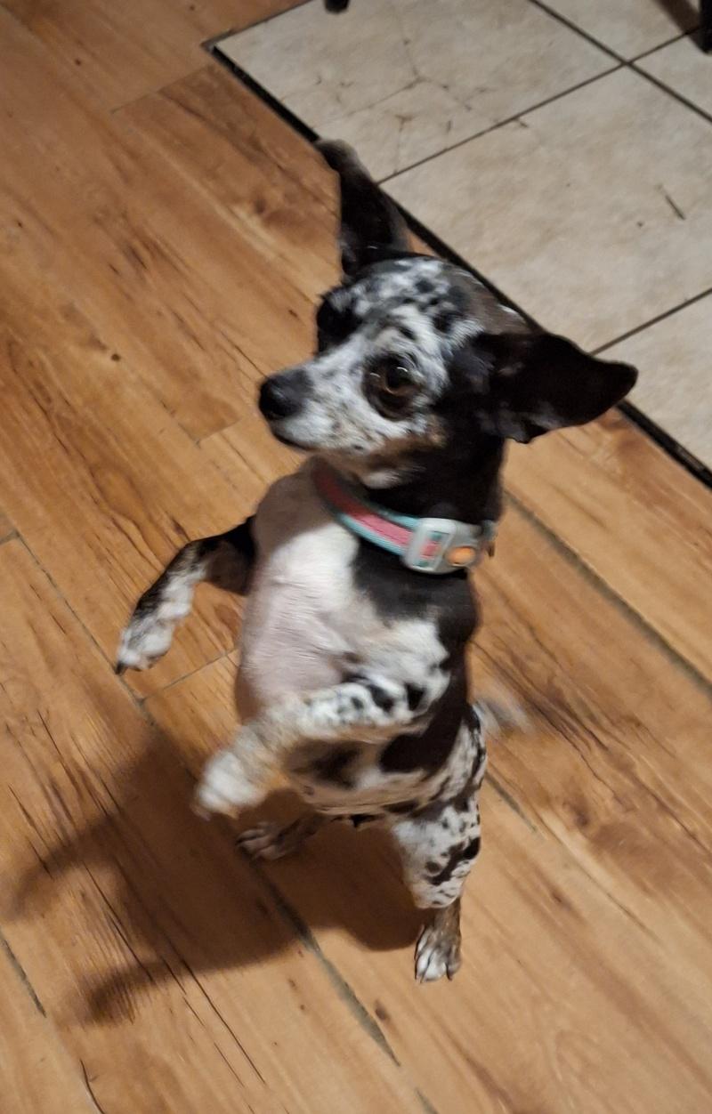 Lola, an adoptable Chihuahua in Bancroft, ON, K0L 1C0 | Photo Image 4