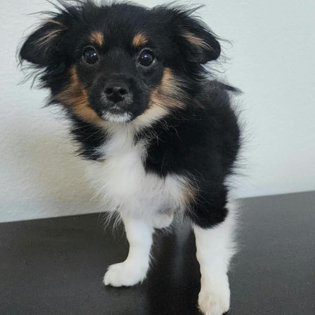 Enlarge Bennett, a Adoptable mixed breed in Las Vegas, NV image 1/1