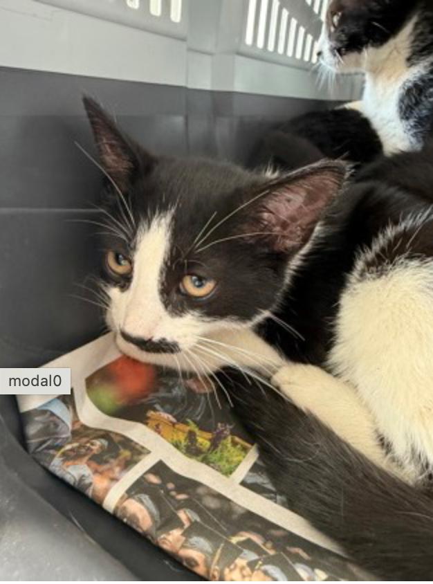 Curly, ADOPTABLE, Young Male Domestic Short Hair.