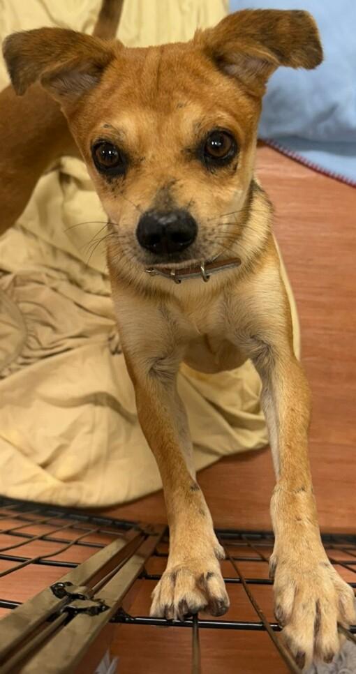 Simon, a Adoptable mixed breed in Mauston, WI image 1/3