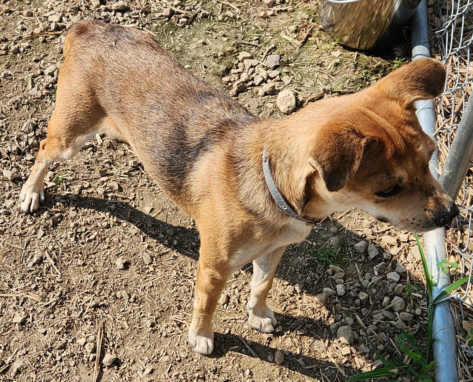 Simon, a Adoptable mixed breed in Mauston, WI image 2/3