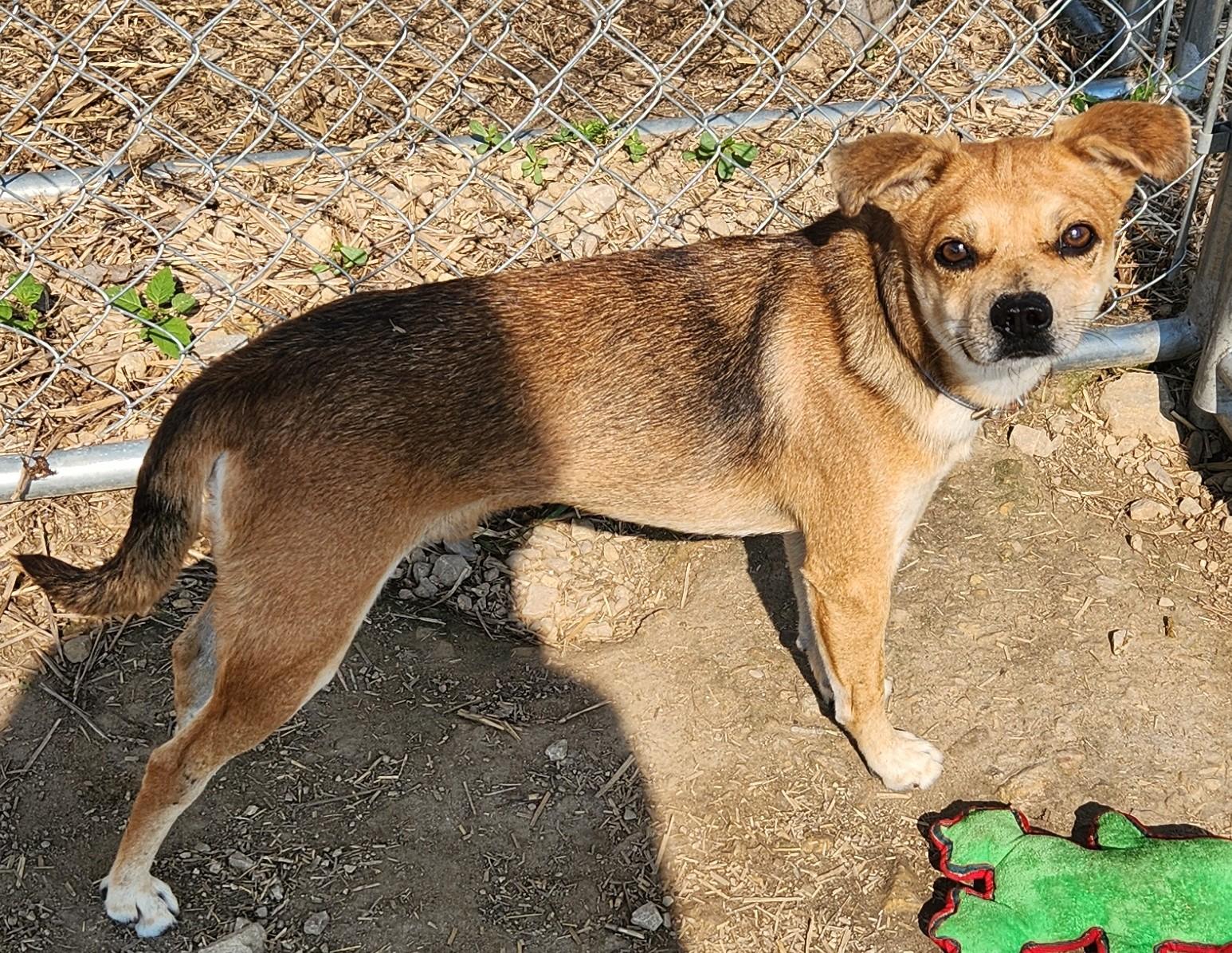 Simon, a Adoptable mixed breed in Mauston, WI image 3/3