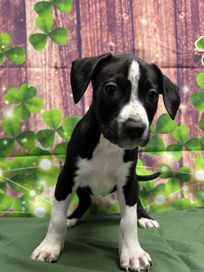 Harvey — thumbnail 2