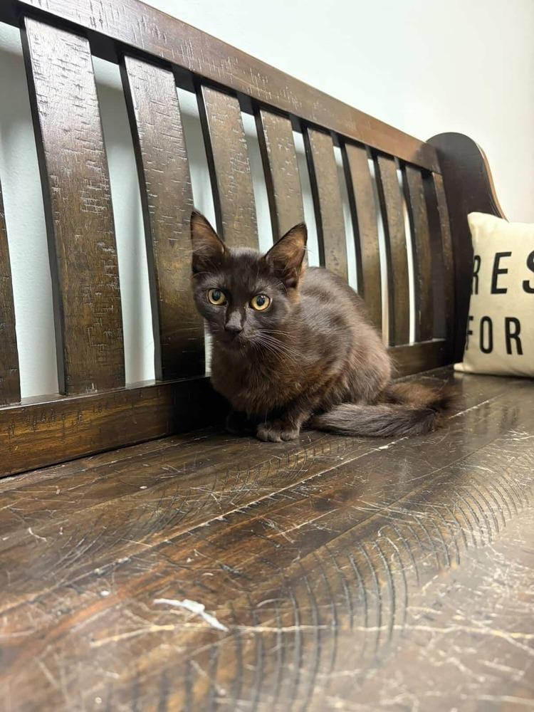 Paste, Adoptable, Kitten Male Domestic Medium Hair.