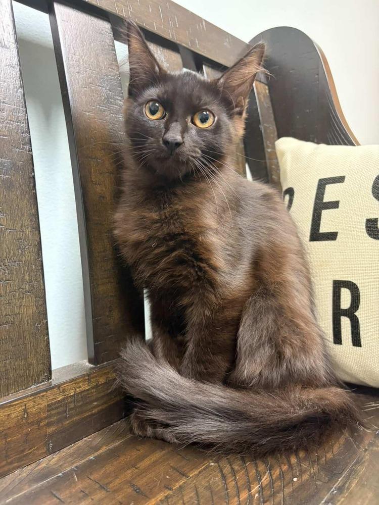 Paste, a Adoptable Domestic Medium Hair in Plymouth, MN image 2/4