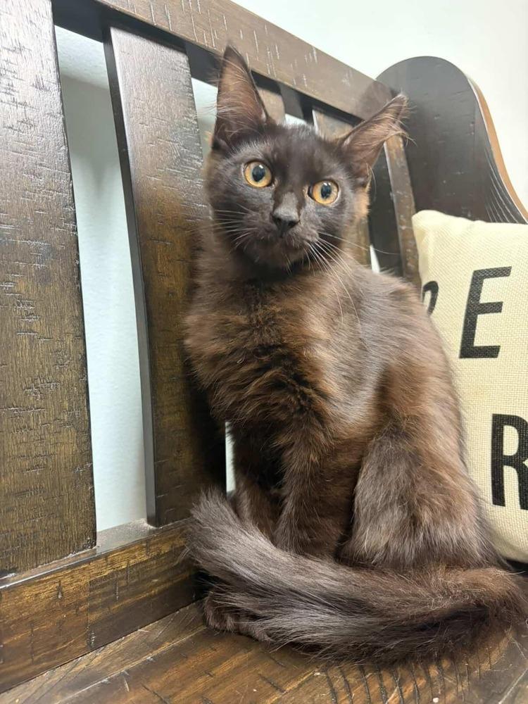 Paste, a Adoptable Domestic Medium Hair in Plymouth, MN image 4/4