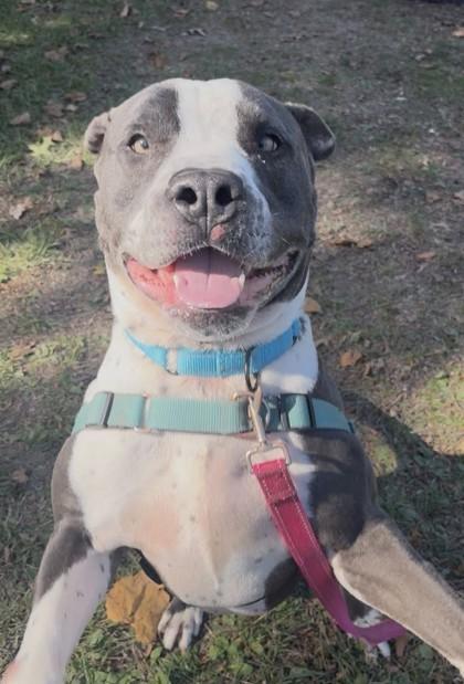 Cash, Adoptable, Adult Male Mixed Breed & Mixed Breed.