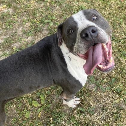 Cash, a Adoptable Mixed Breed in Batavia, OH image 2/3