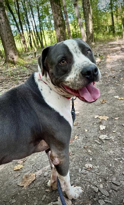 Cash, a Adoptable Mixed Breed in Batavia, OH image 3/3