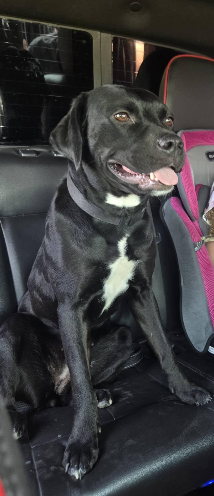 Enlarge Luna, a Adoptable mixed breed in Woodstock, ON image 2/4