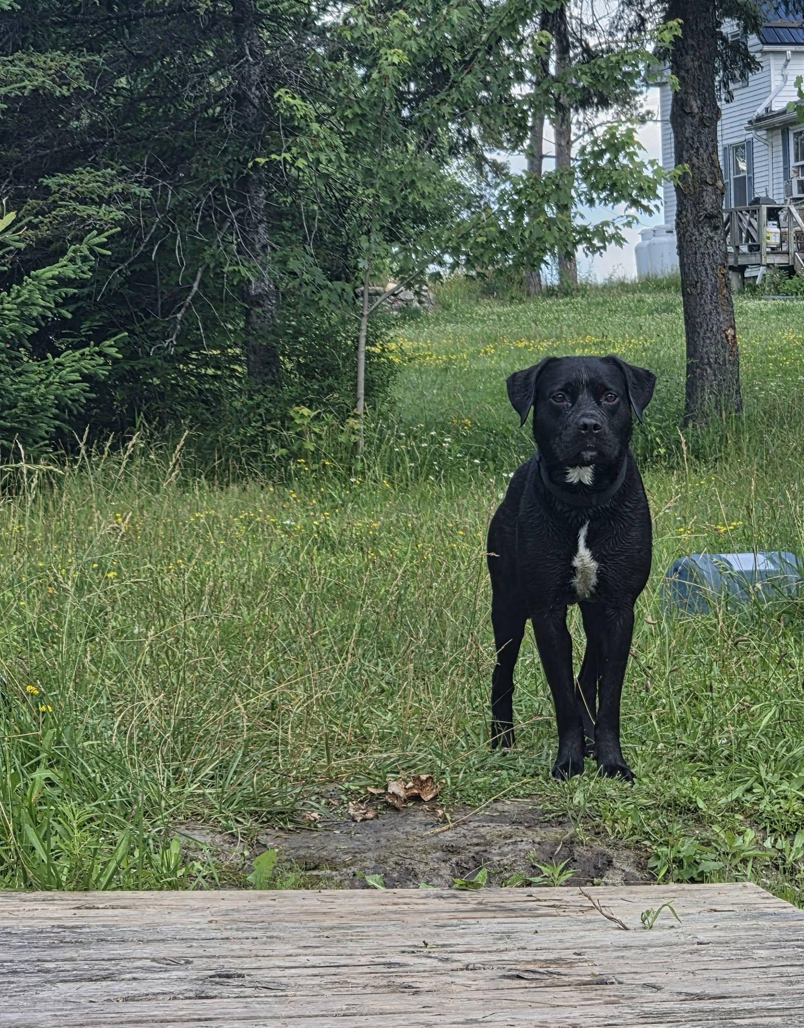 Enlarge Luna, a Adoptable mixed breed in Woodstock, ON image 4/4