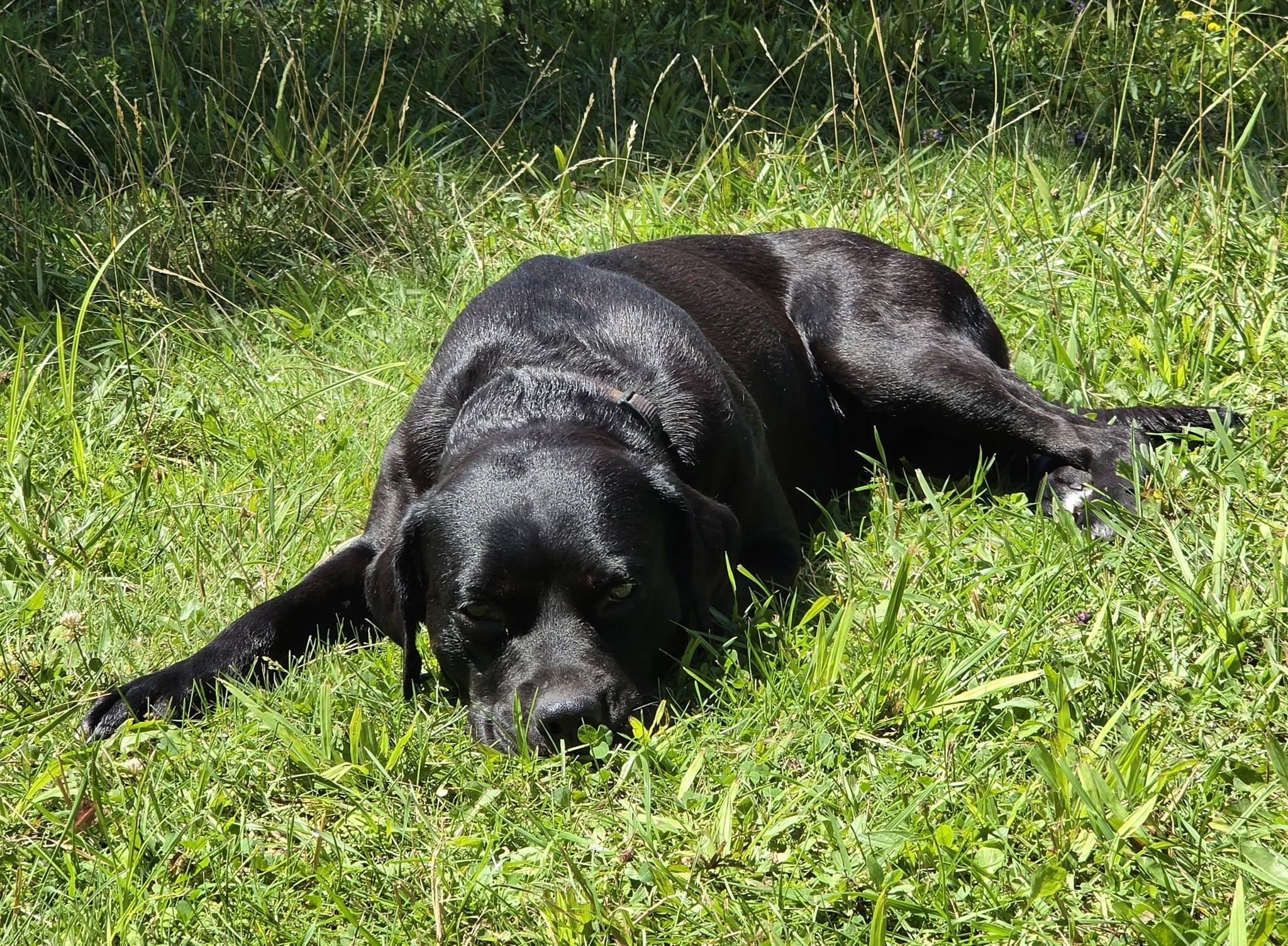 Enlarge Luna, a Adoptable mixed breed in Woodstock, ON image 1/4