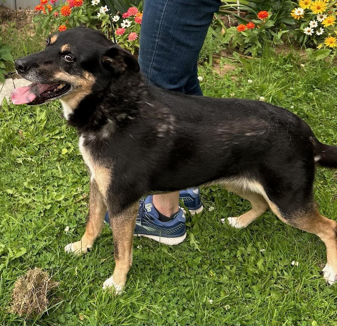 Dolly, an adoptable German Shepherd Dog, Collie in Traverse City, MI, 49684 | Photo Image 1