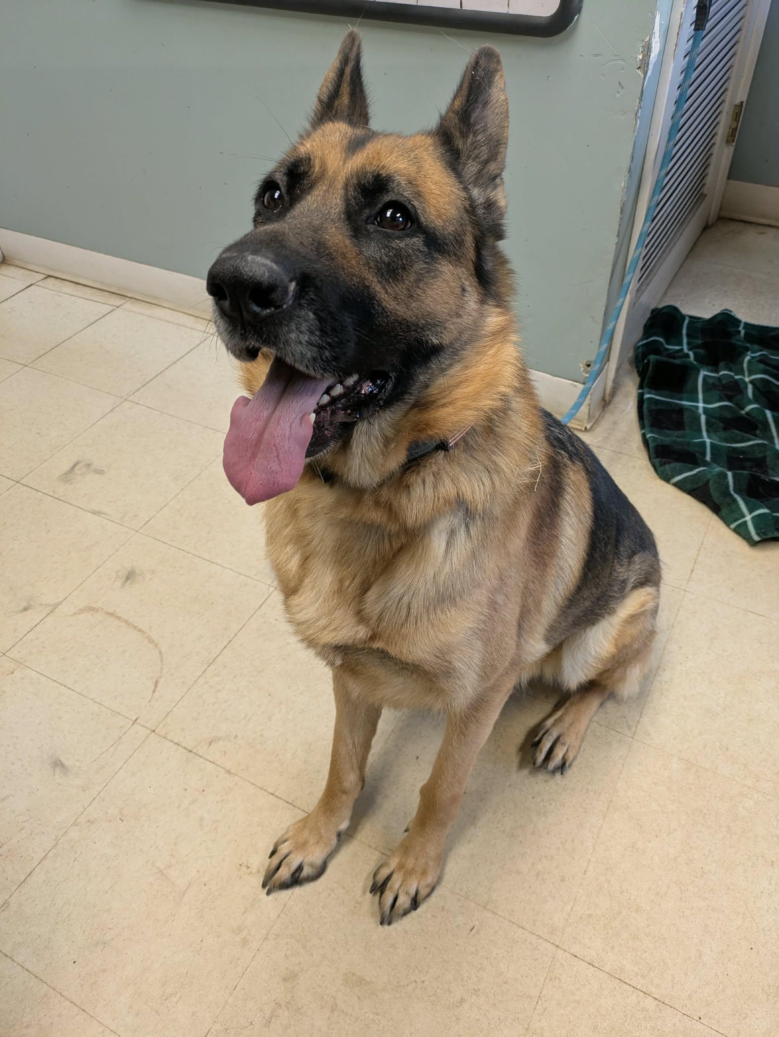 Rosa, ADOPTABLE, Young Female German Shepherd Dog.