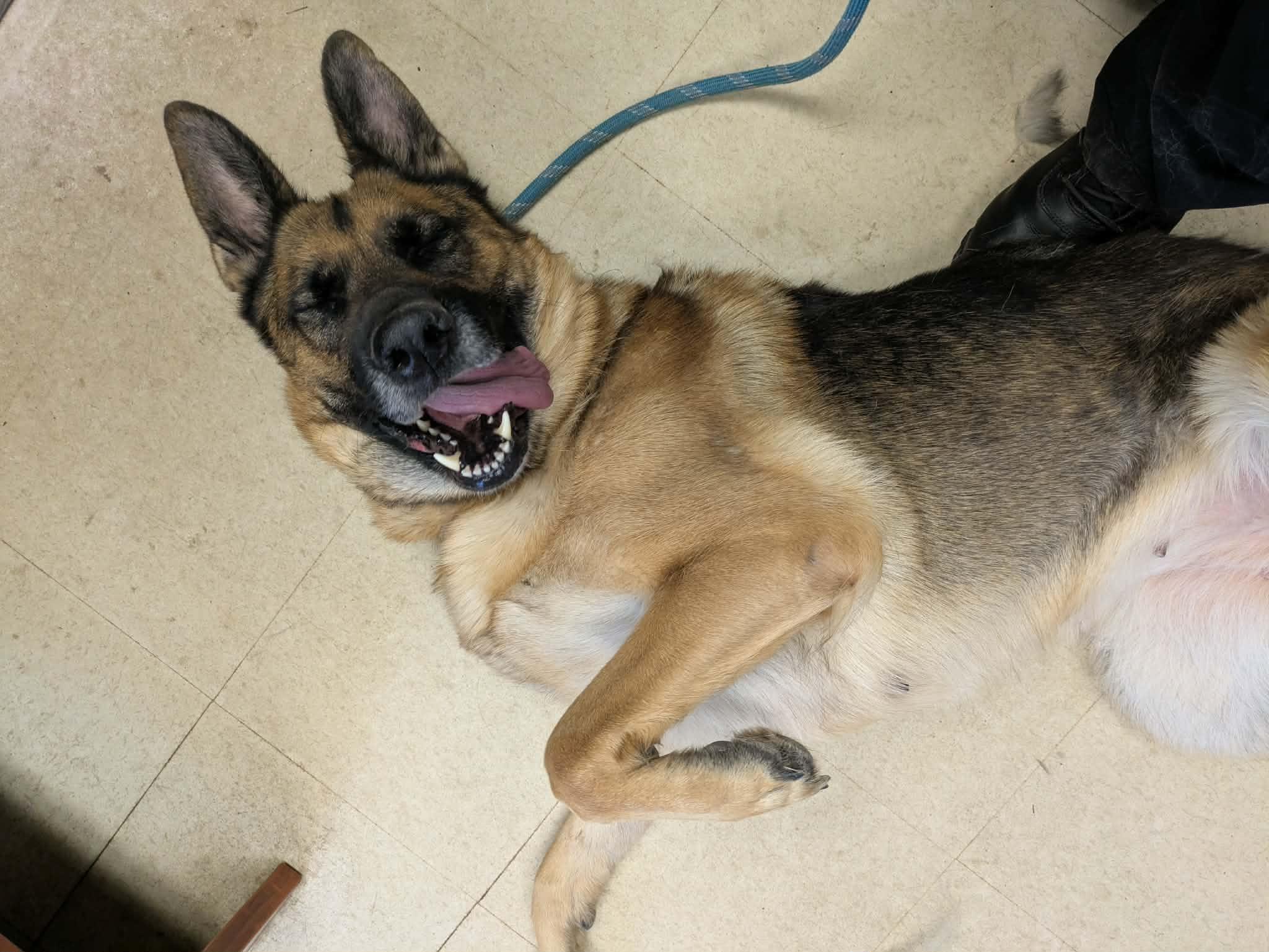 Enlarge Rosa, a ADOPTABLE German Shepherd Dog in Brockton, MA image 3/3