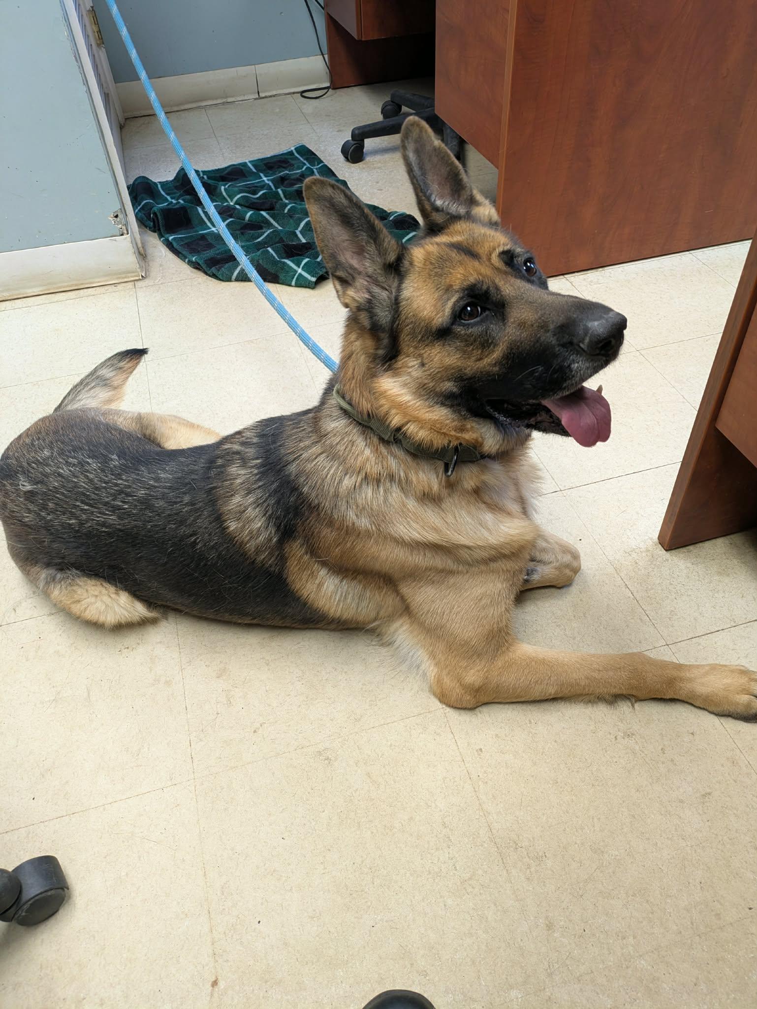Enlarge Rosa, a ADOPTABLE German Shepherd Dog in Brockton, MA image 2/3